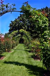 Garden Arches